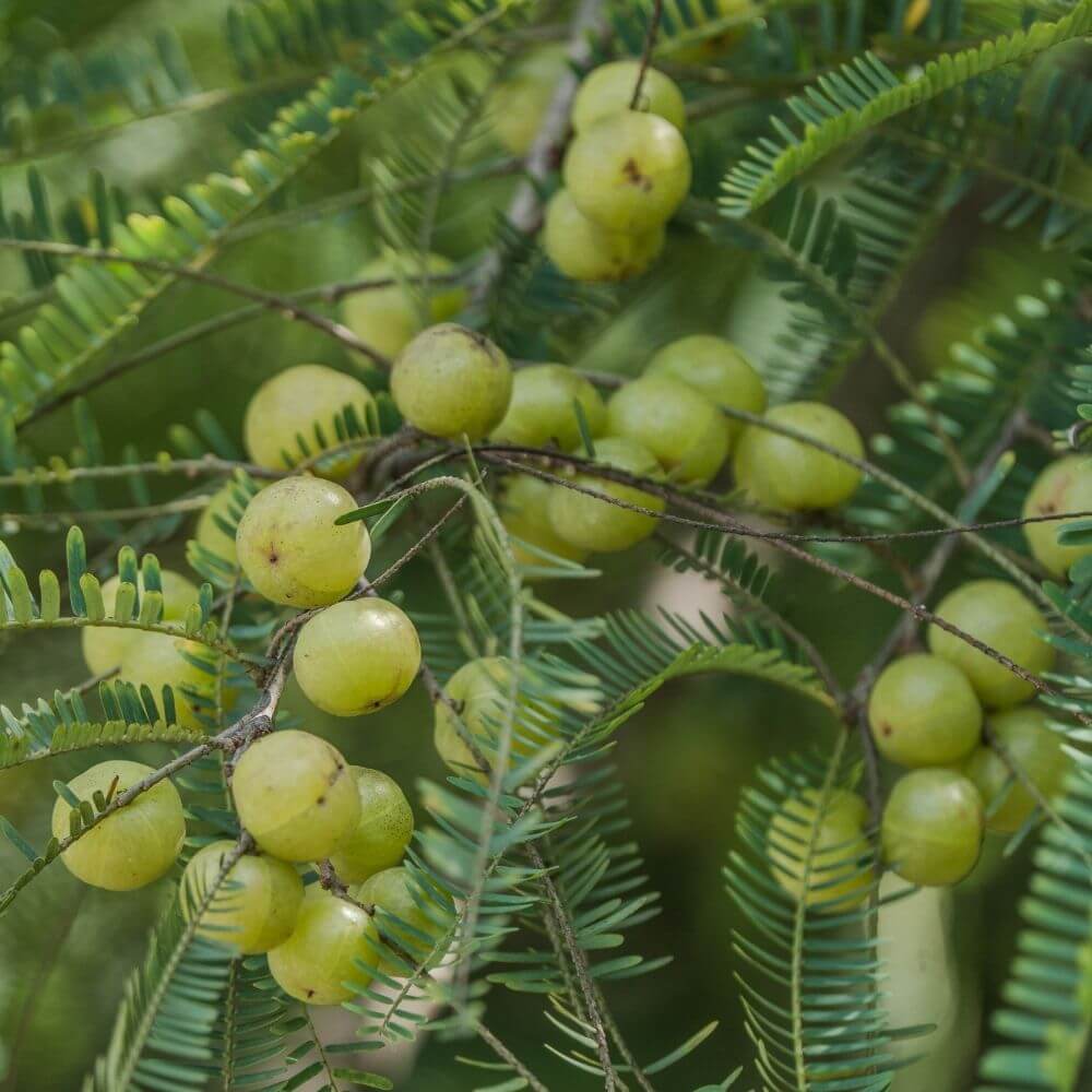 Amla Tree Leaves and Fruits