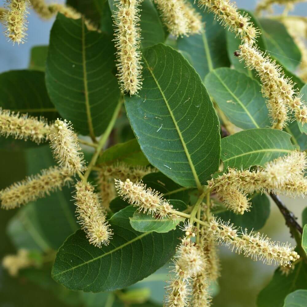 Arjuna tree leaves suppots heart health