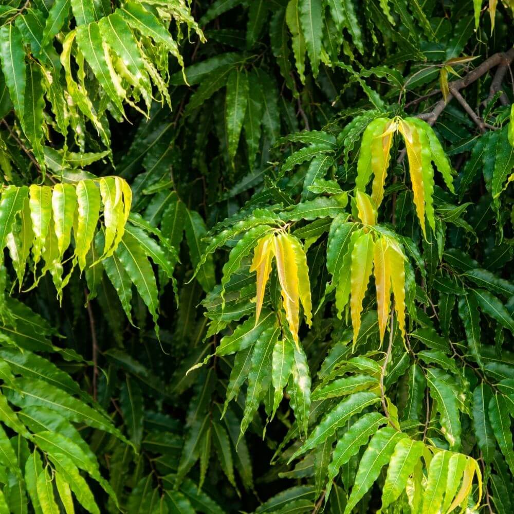 Ashoka tree leaves close-up used in women’s health