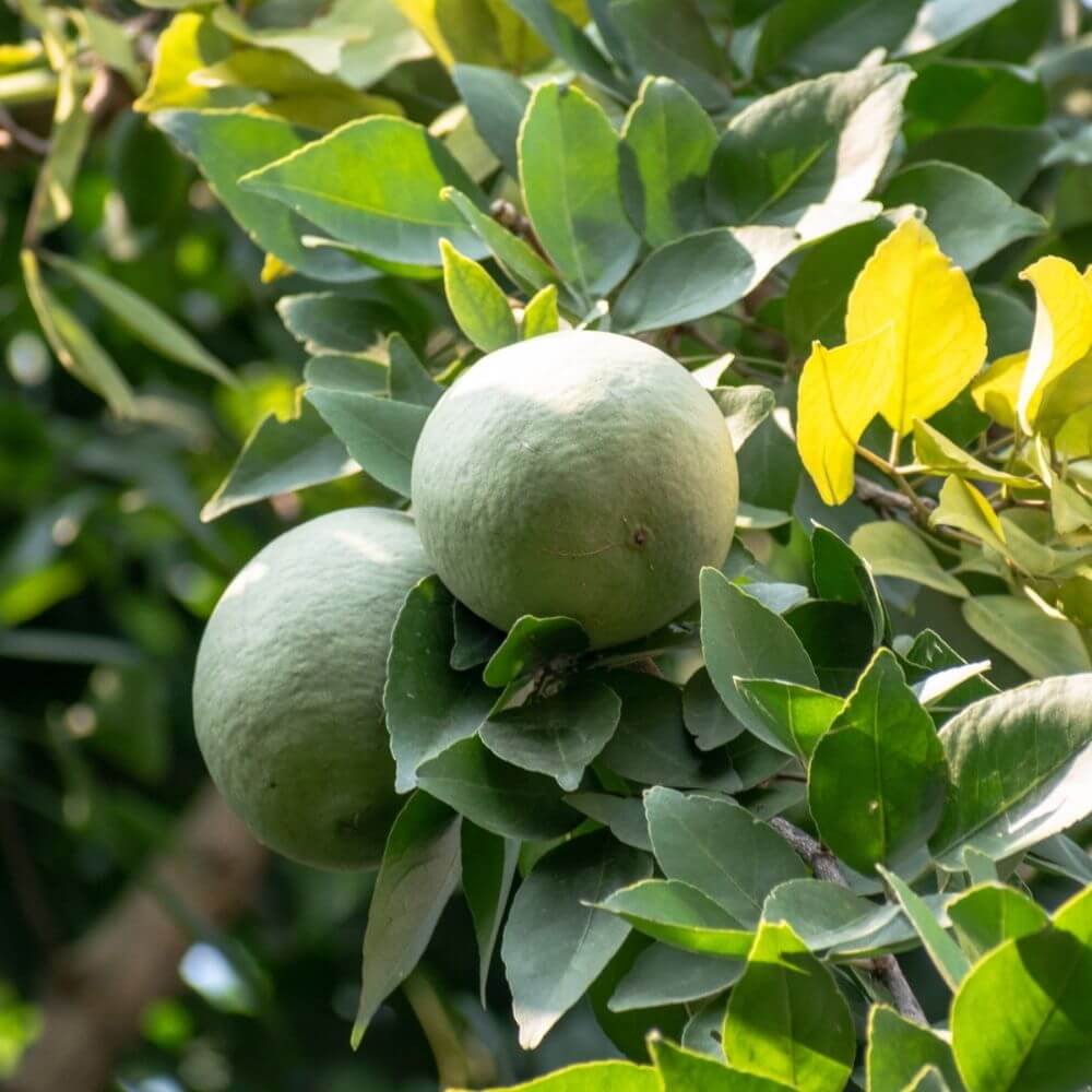 Bael fruit and leaves close-up for digestive health
