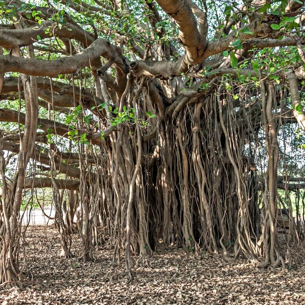 Banyan tree leaves and aerial roots