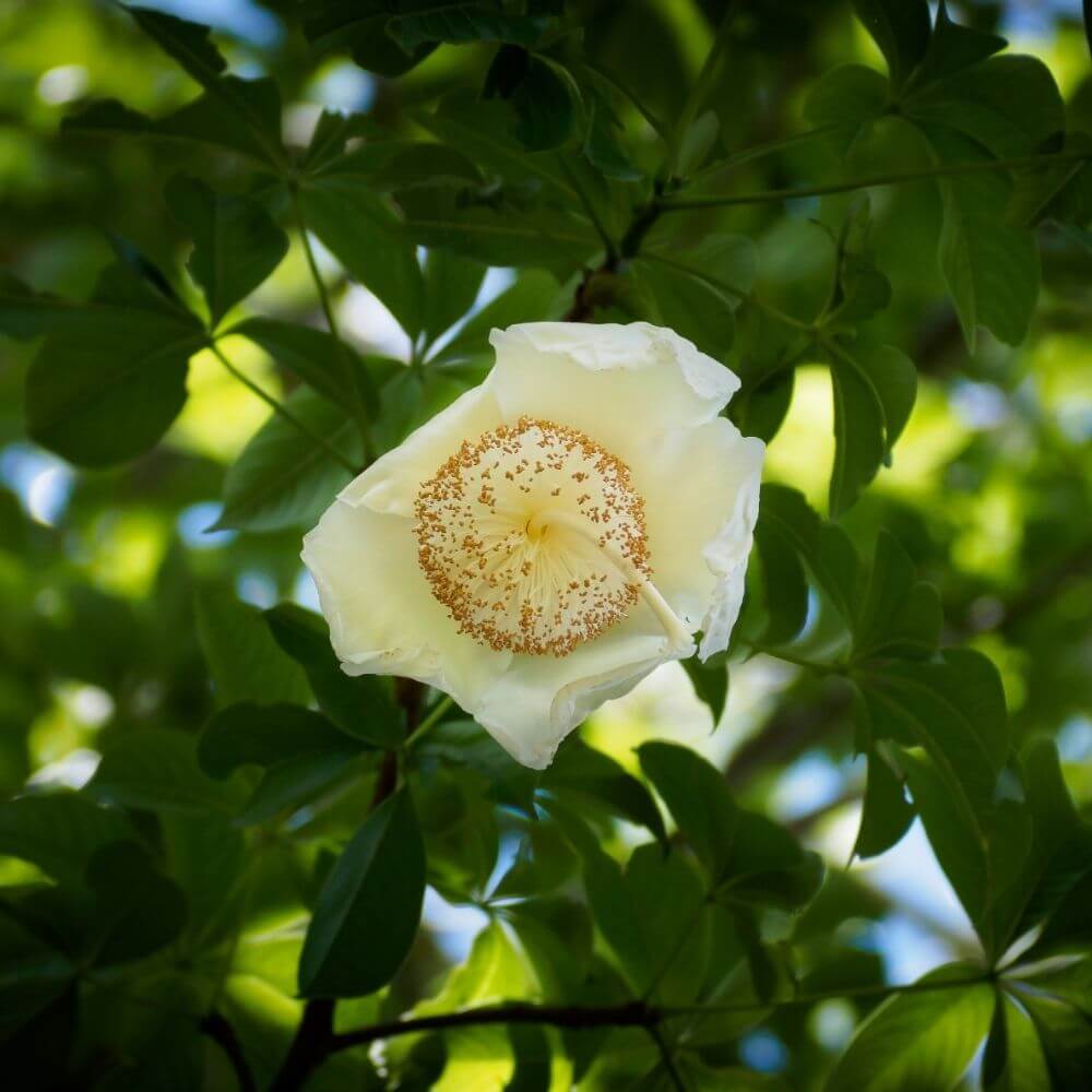 Baobab flower close-up rich in antioxidants