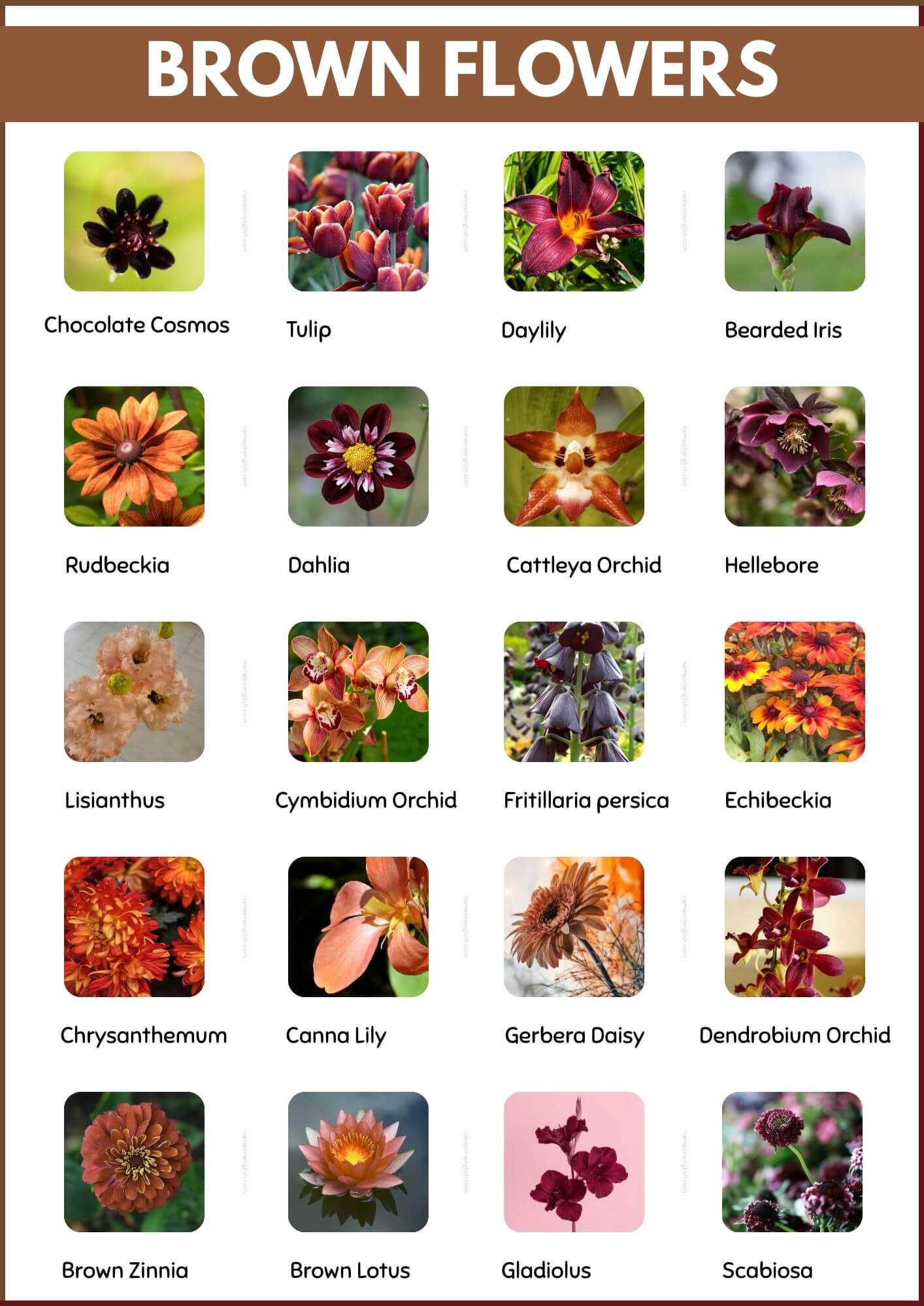 Brown Flower Names