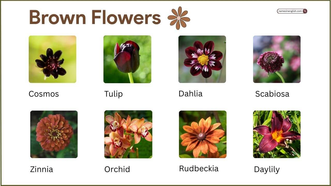 Brown Flower Names