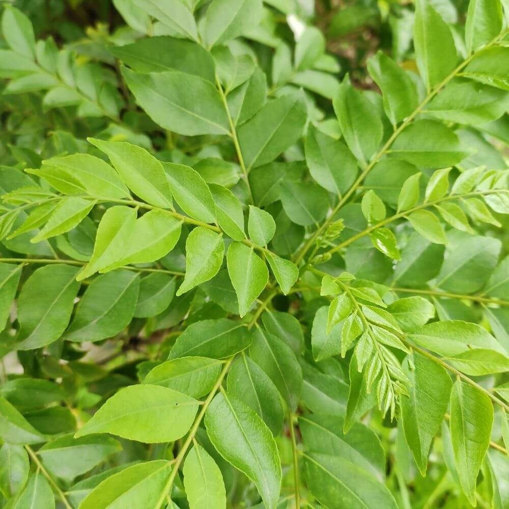 Curry leaves close-up used in cooking and medicine