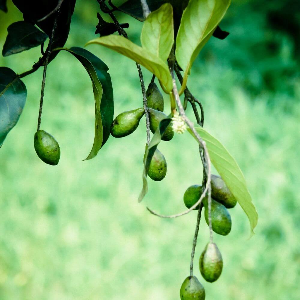 Haritaki fruit close-up used for detoxification