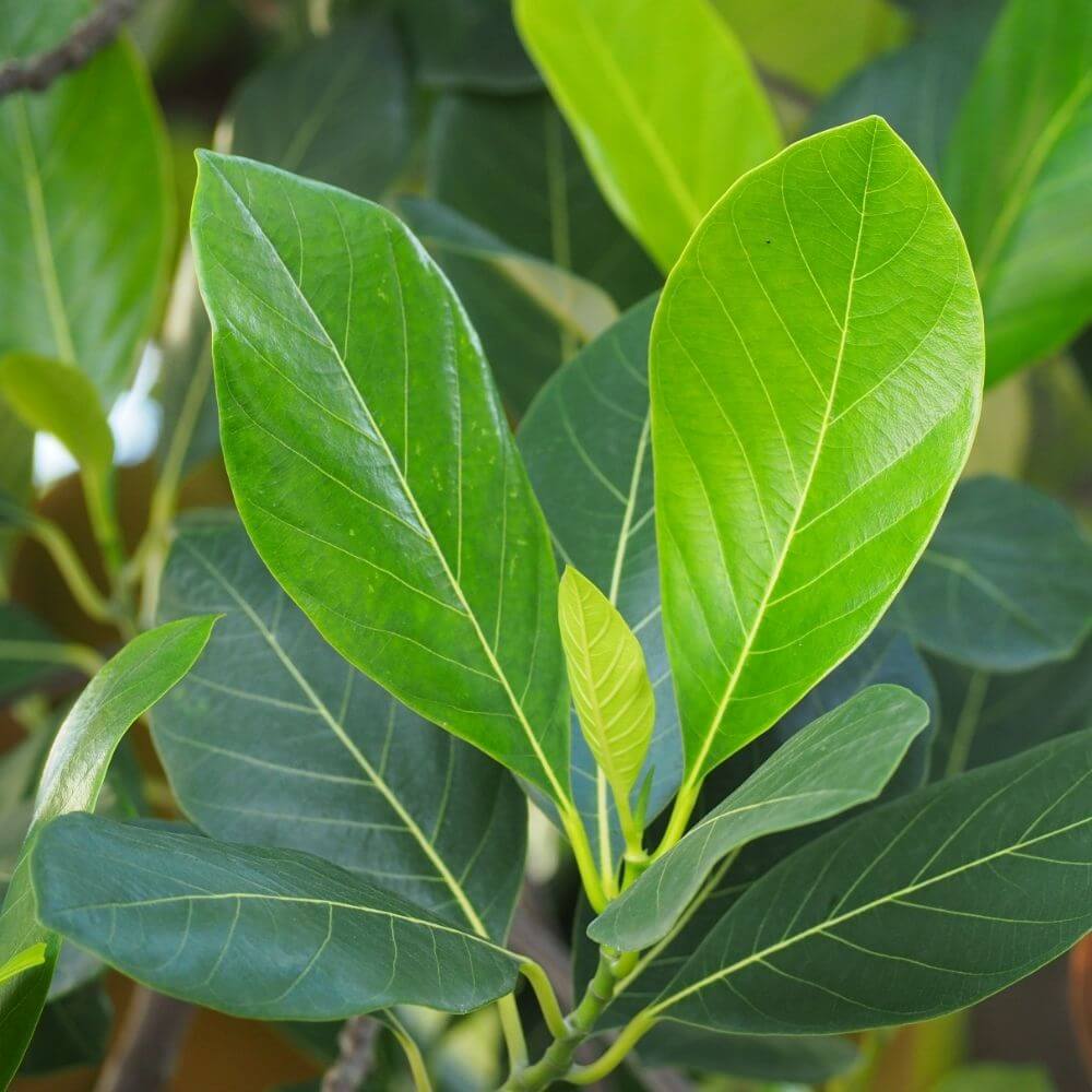 Jackfruit tree have traditional healing uses