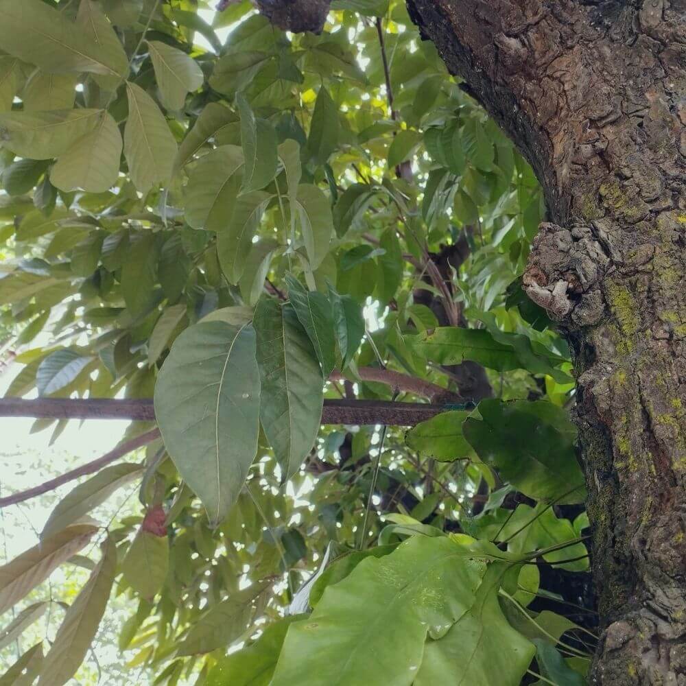 Mahogany tree which have medicinal uses