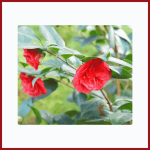 Close-up of Rare Middlemist Red