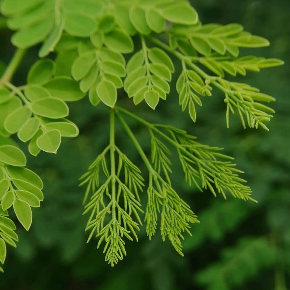 Moringa leaves close-up packed with nutrients