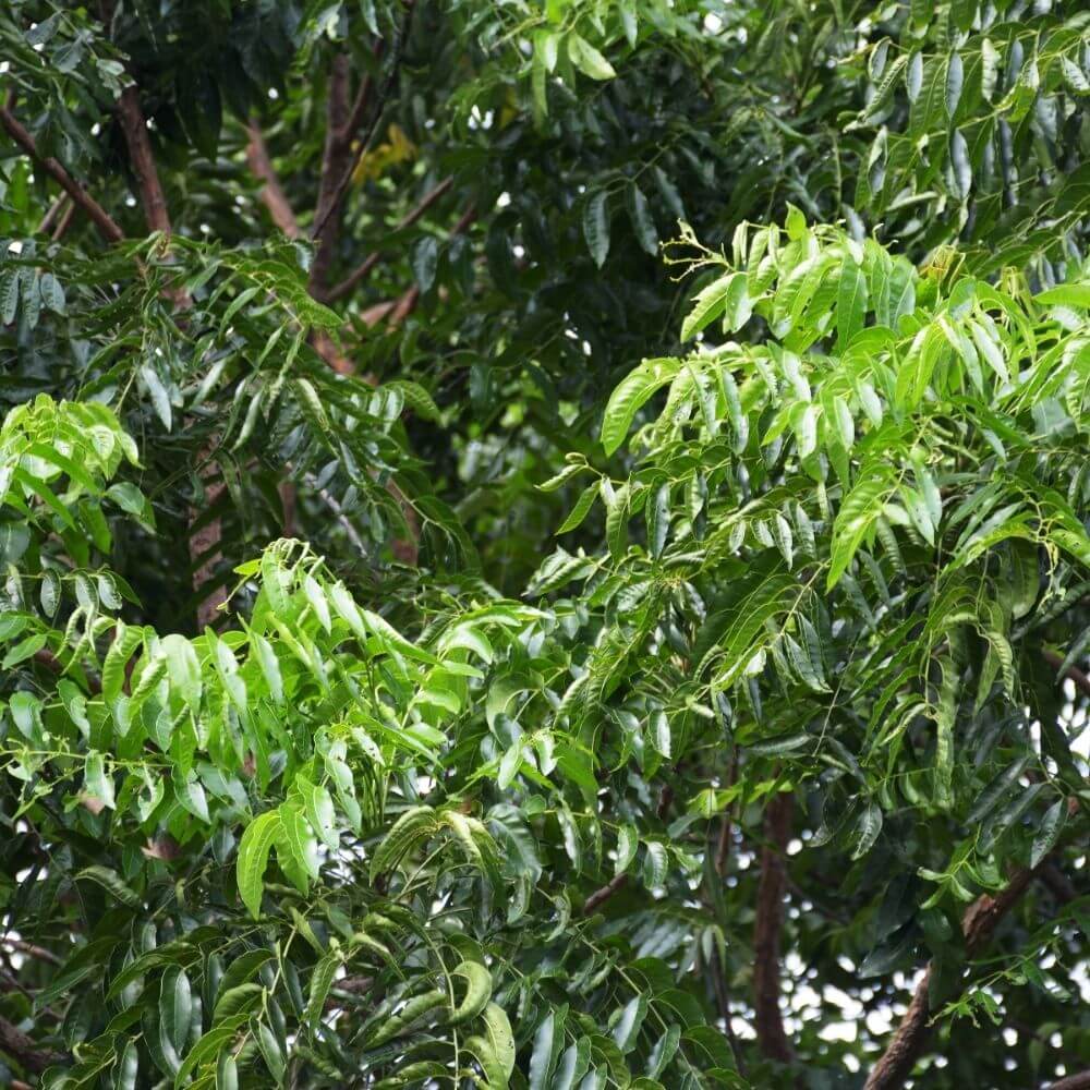 Close-up of Neem Tree Leaves