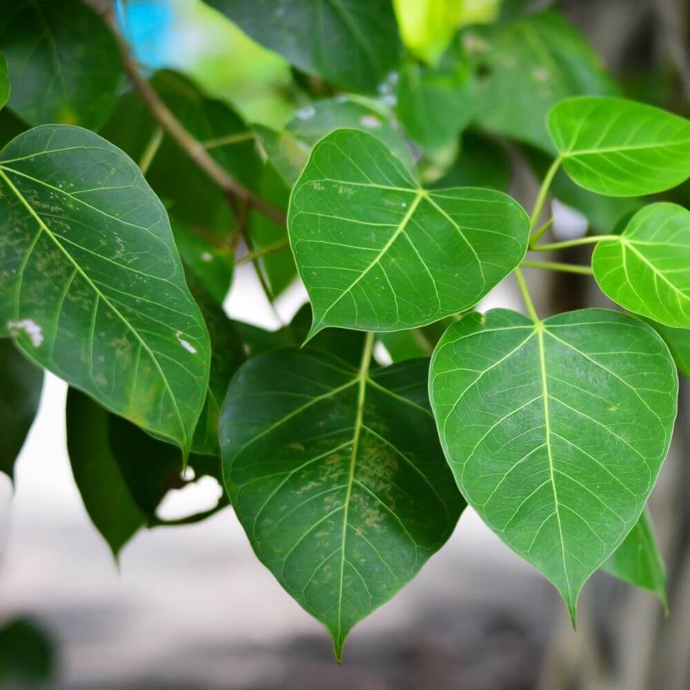 Peepal tree leaves used in traditional Ayurveda