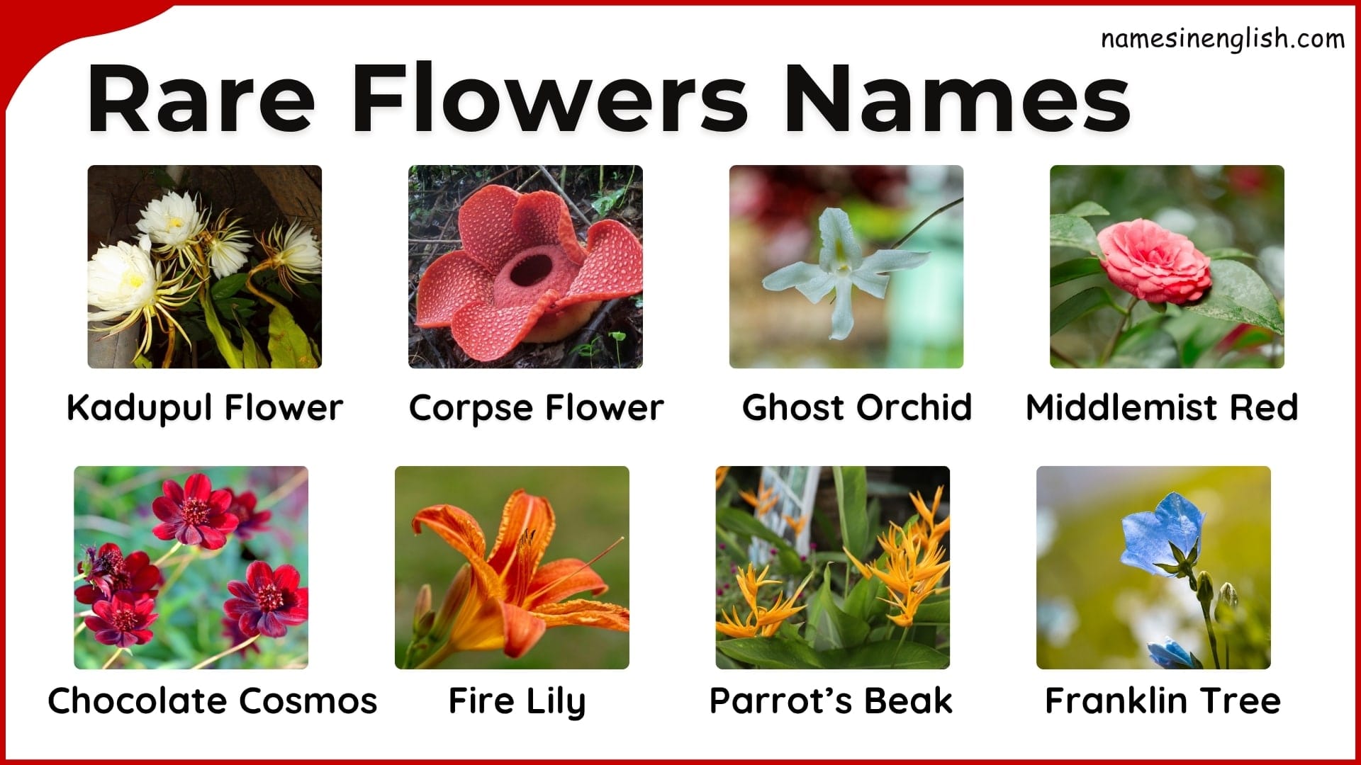 Rare Flower Names: Stunning, Unforgettable \u0026 Hard to Find, image size:1920x1080