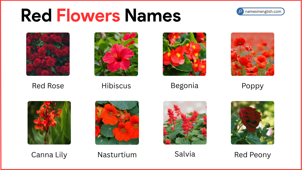 Red Flowers with Names and Pictures
