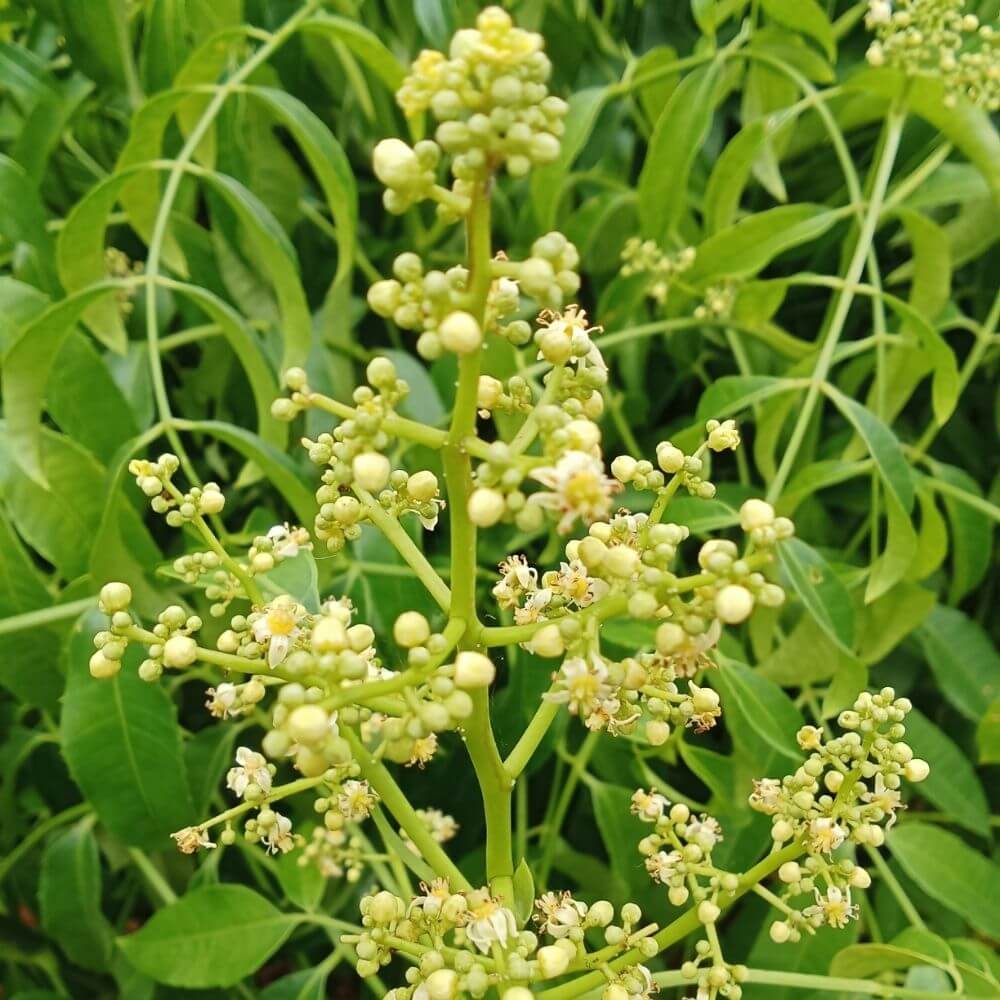 Sandalwood leaves close-up with aromatic healing qualities