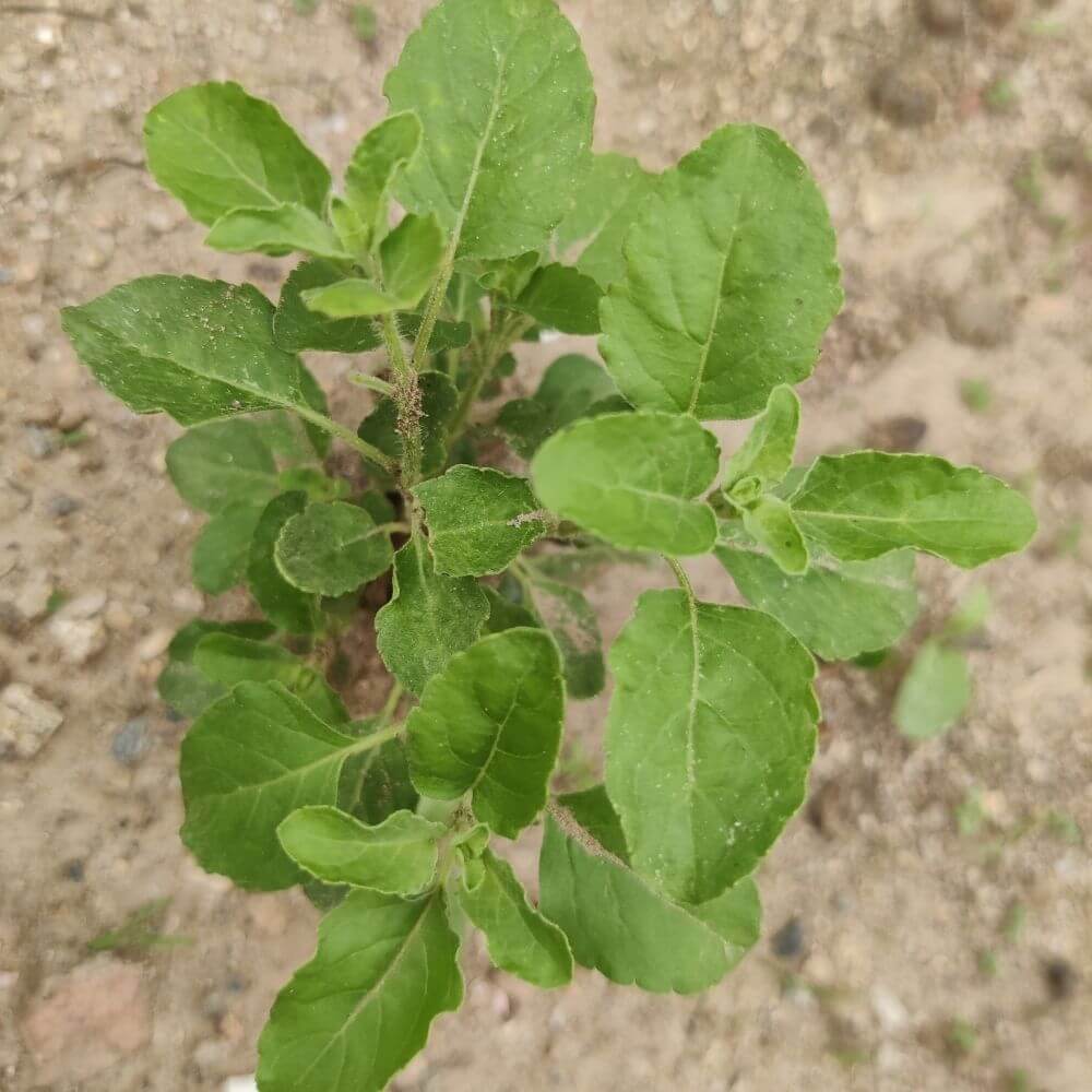 Small Tulsi Tree