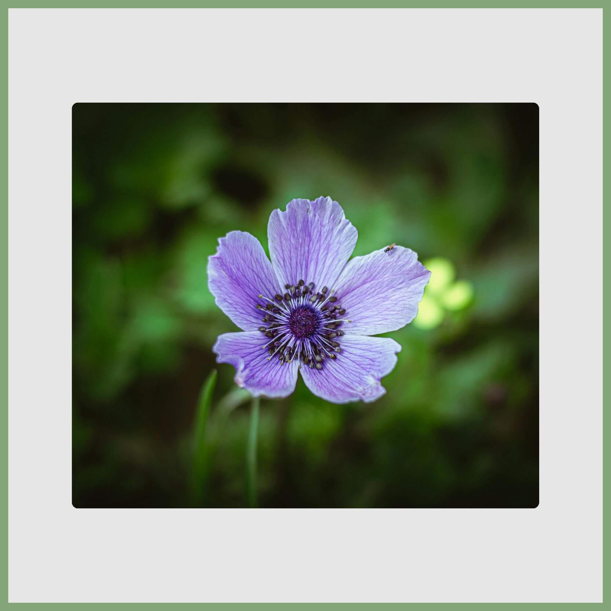 Anemone (Anemone coronaria)