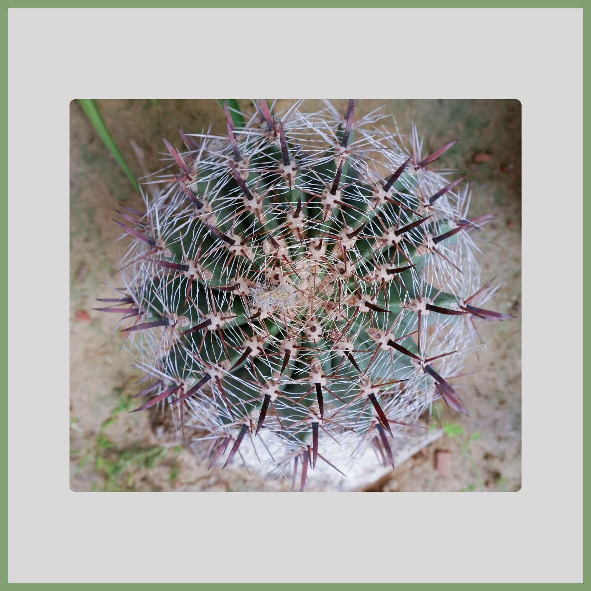 Close-up of a Barrel Cactus flower (Ferocactus spp.)