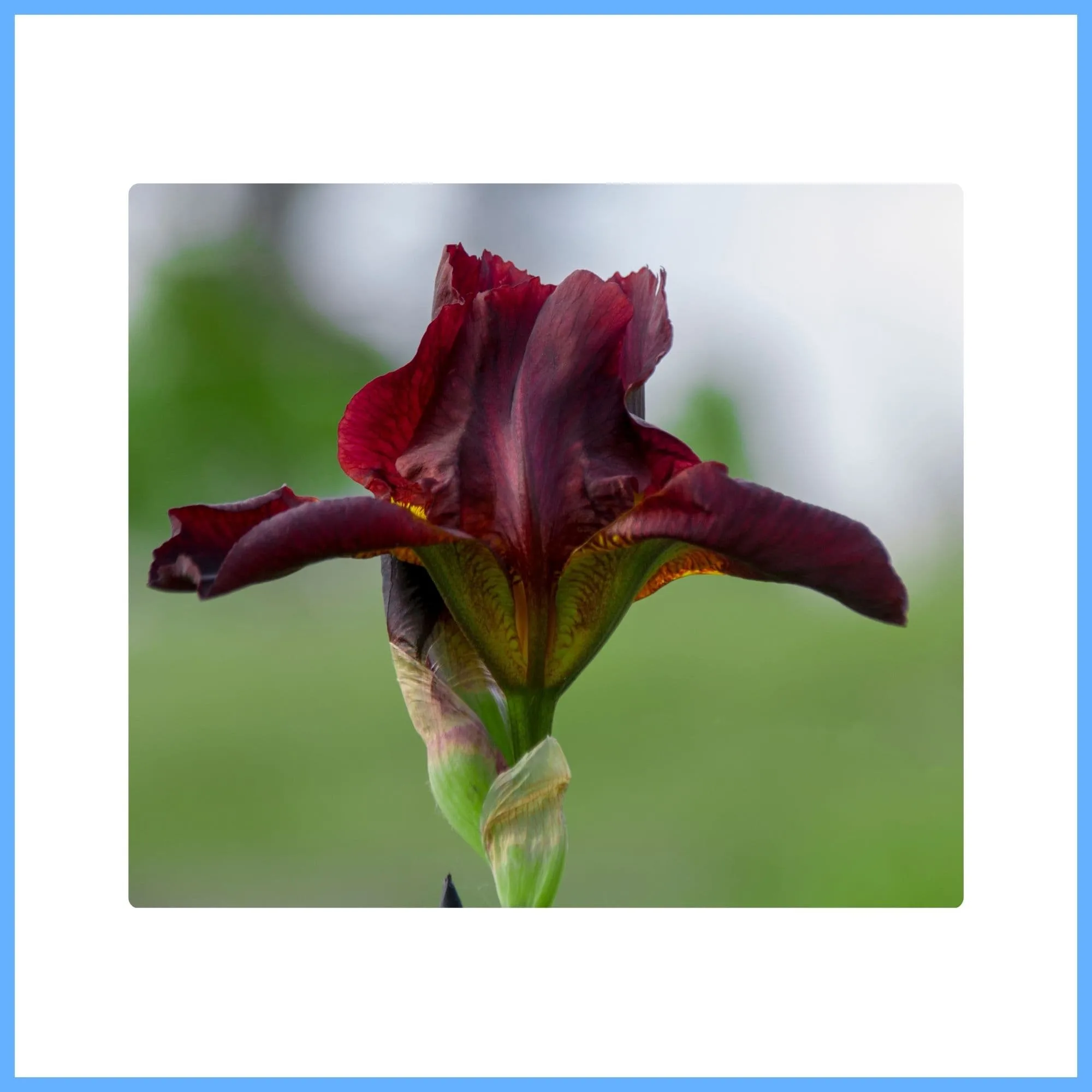 Bearded Iris ‘Coffee Trader’