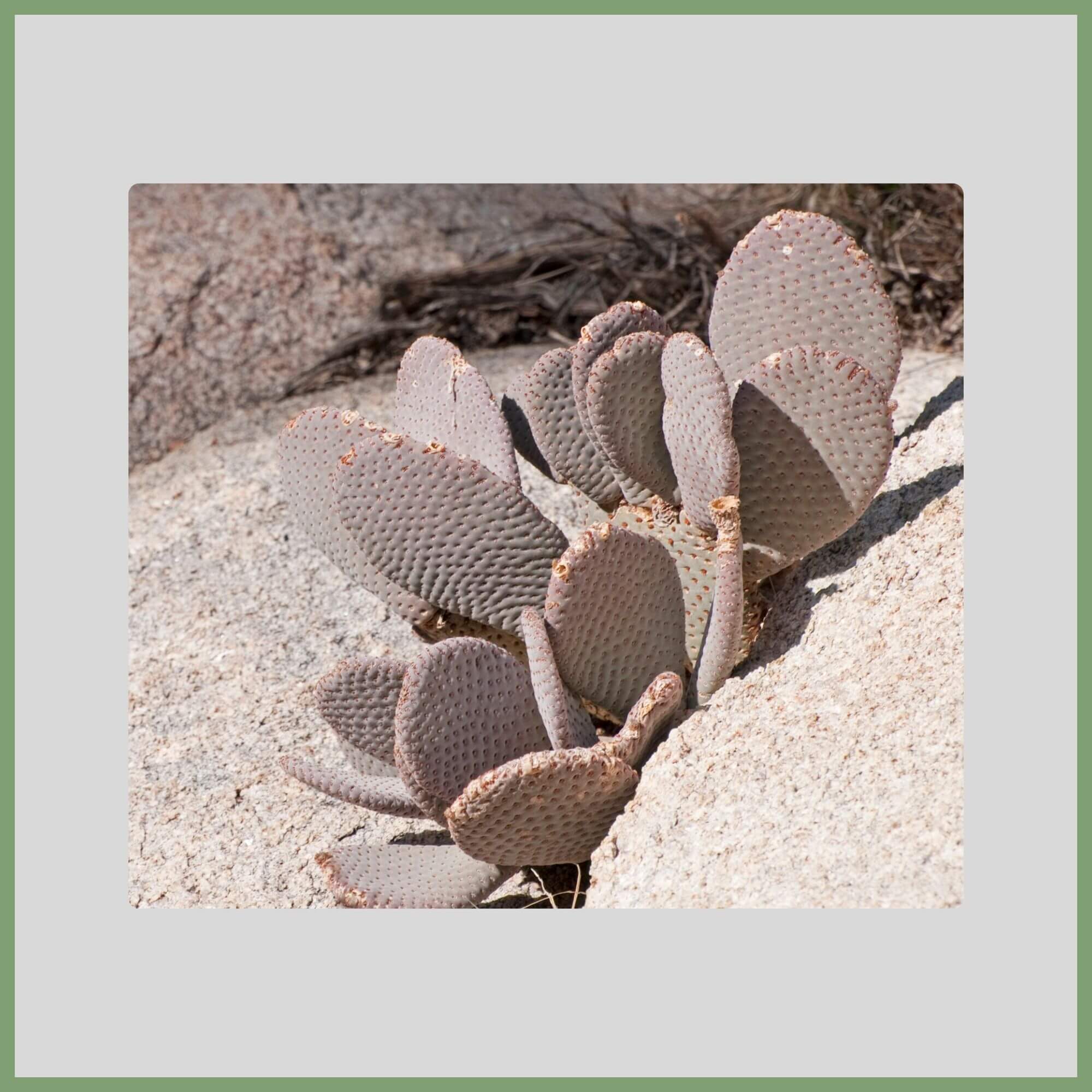 Close-up of a Beavertail Cactus flower (Opuntia basilaris) with flat pads and magenta summer flowers