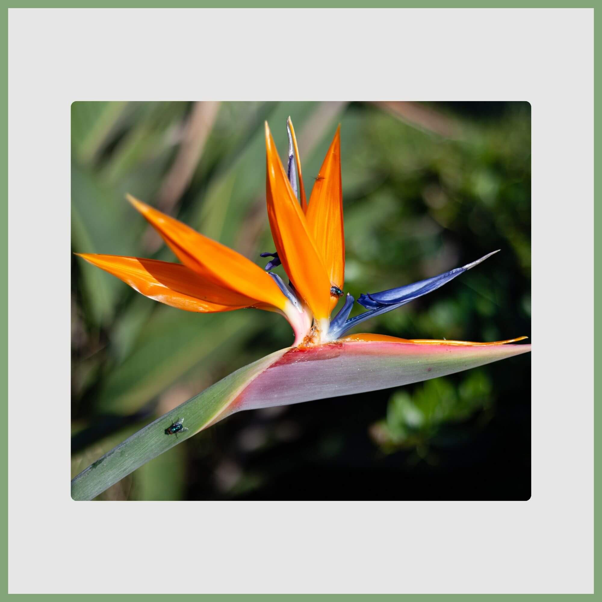 Bird of Paradise (Strelitzia reginae)