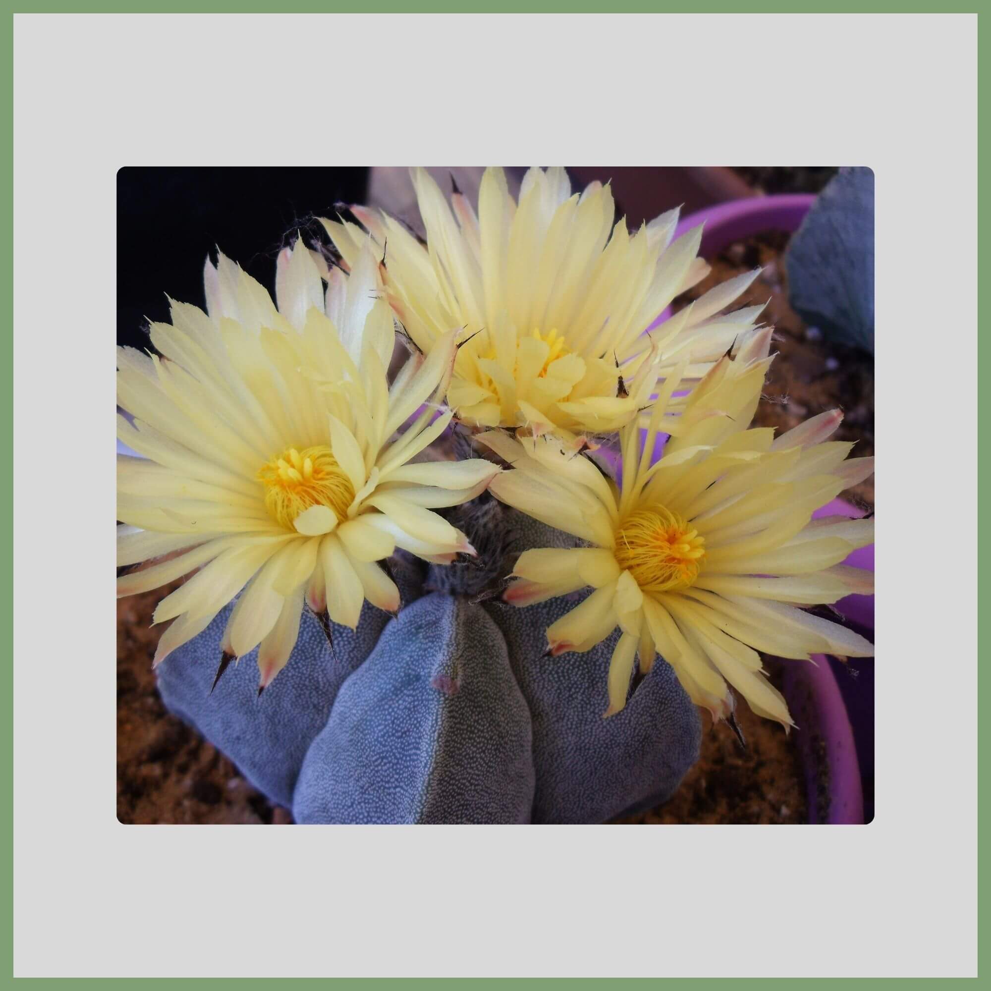 Close-up of a Bishop’s Cap flower (Astrophytum myriostigma) with star shape and pale yellow spring blooms