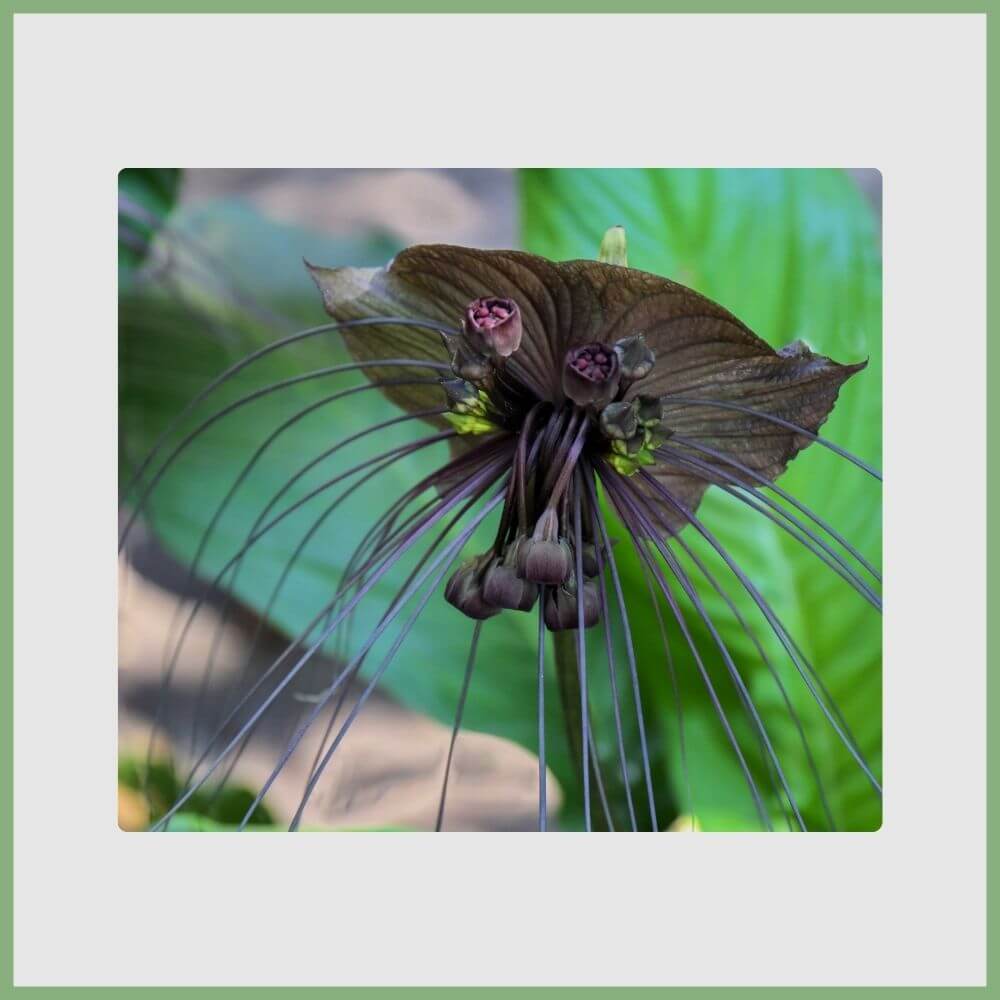Black Bat Flower (Tacca chantrieri) with dark bat-shaped petals