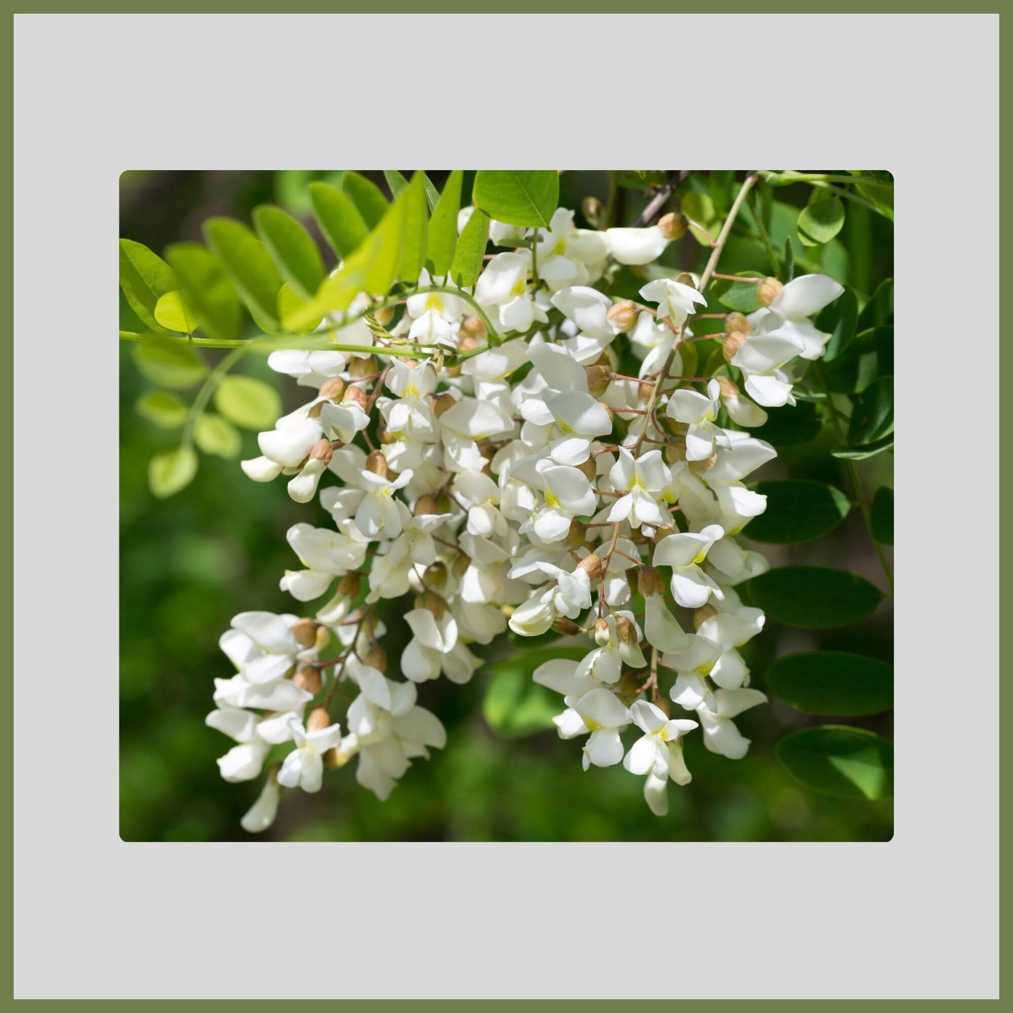Close-up of a Black Locust tree with drooping clusters of fragrant white blossoms