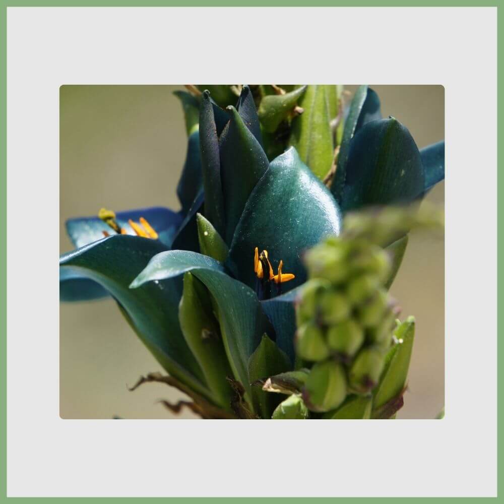 Blue Puya (Puya berteroniana) with turquoise blossoms and orange stamens