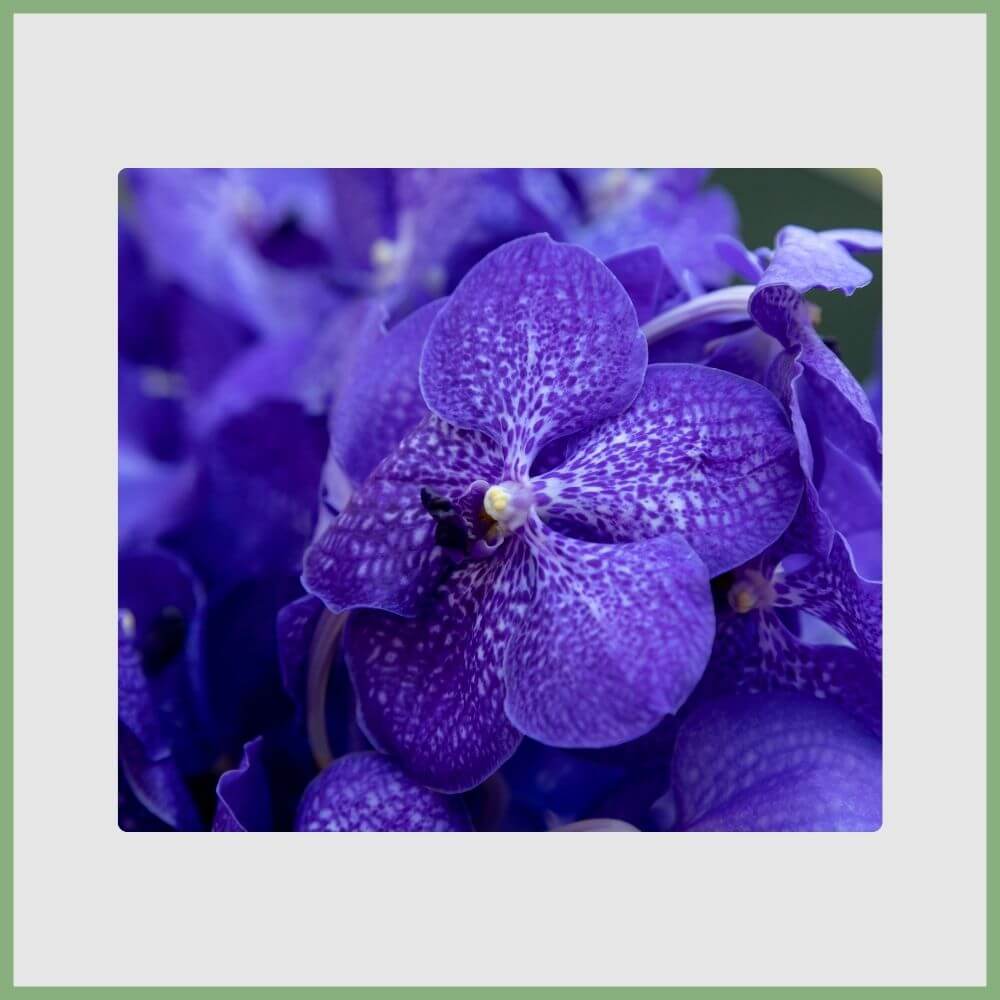 Blue Vanda Orchid (Vanda coerulea) with rare blue blossoms