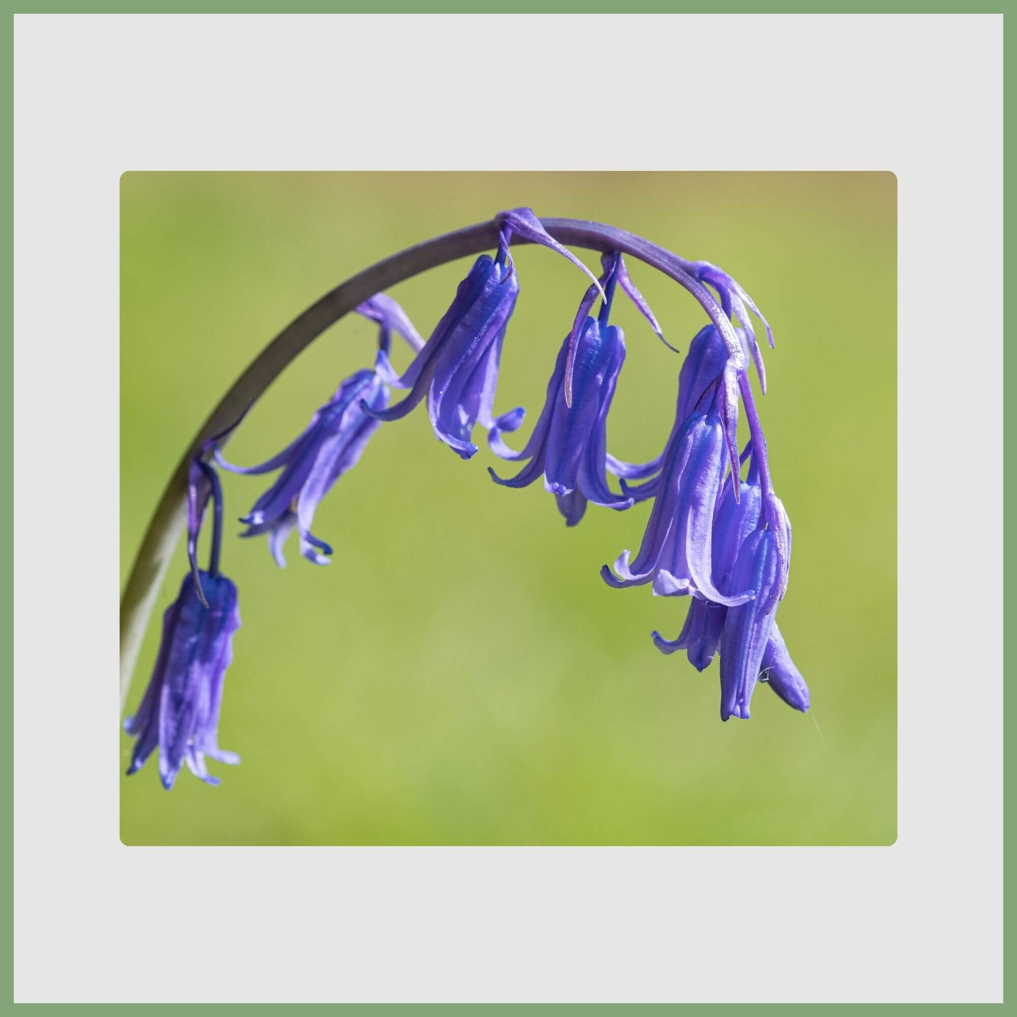 Cluster of Bluebell (Hyacinthoides non-scripta)