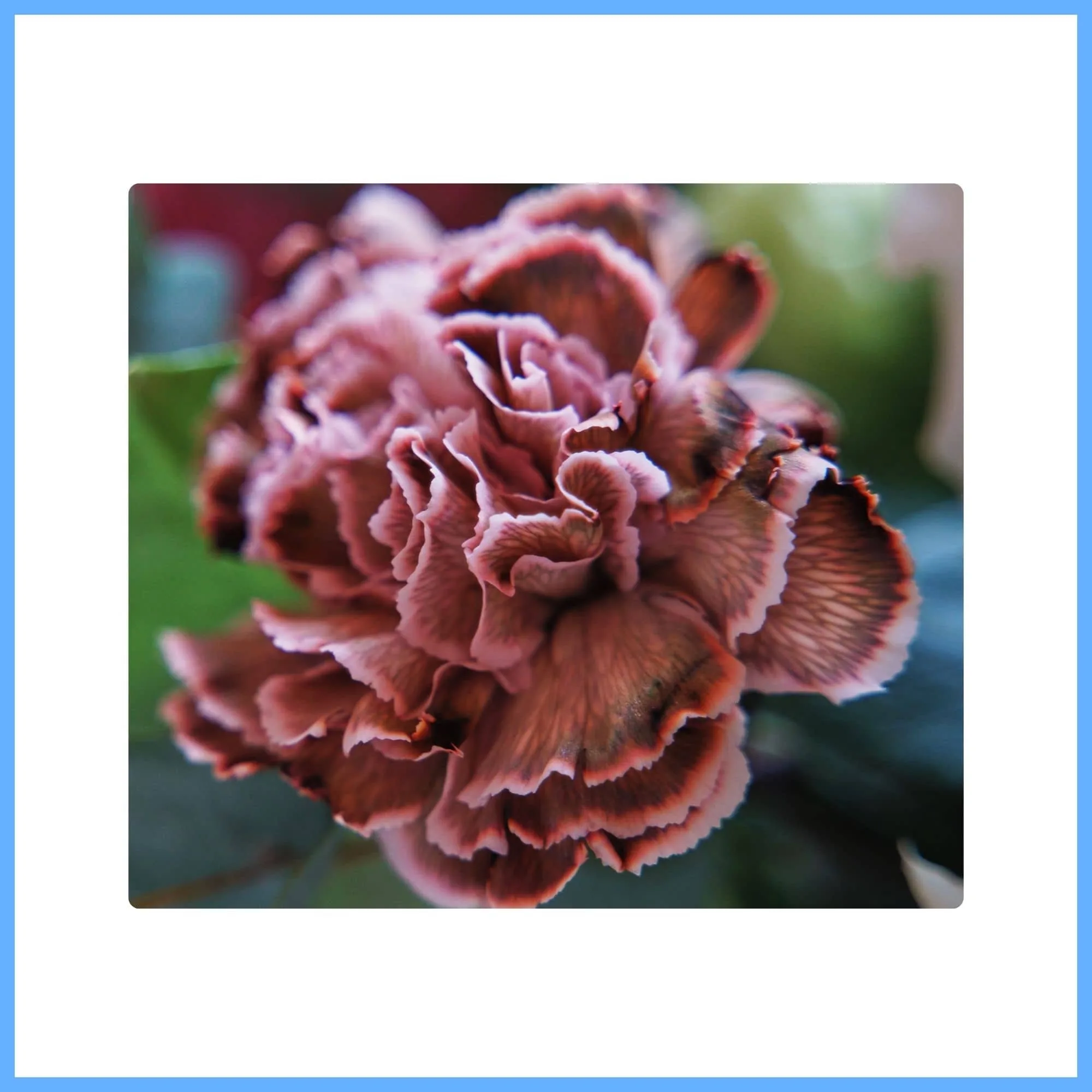 Brown Carnation ‘Cappuccino’