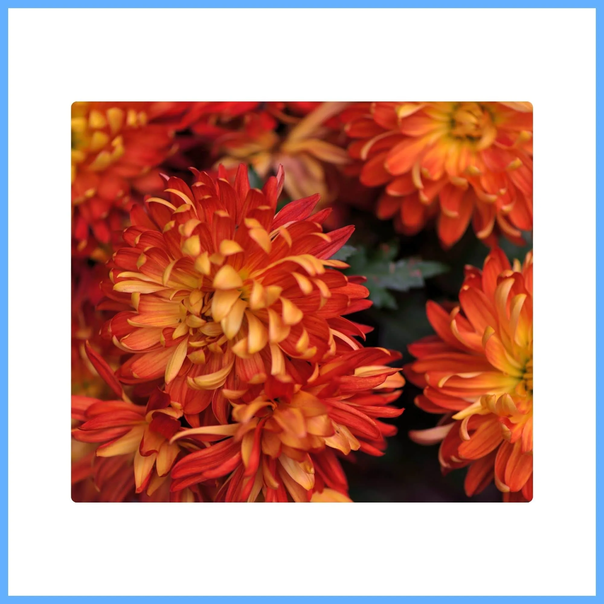 Late Blooming Brown Chrysanthemum