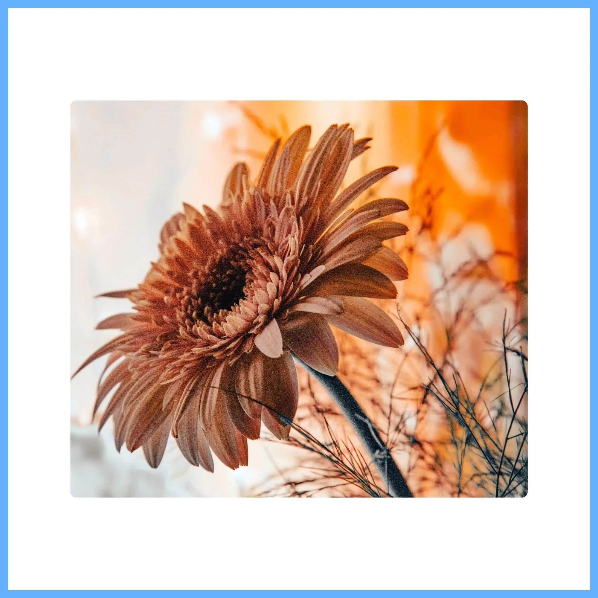 Brown Gerbera Daisy