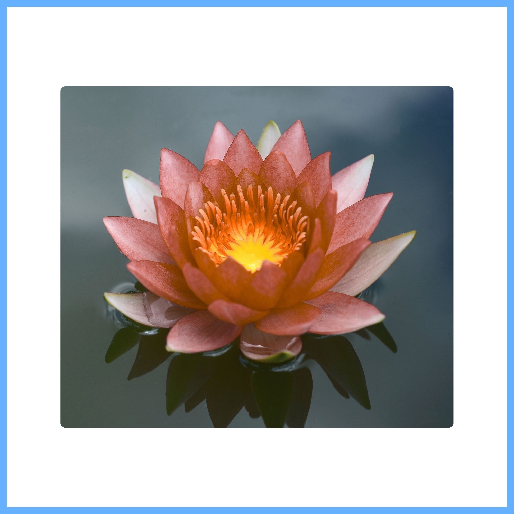 Rare and Exotic Brown Lotus