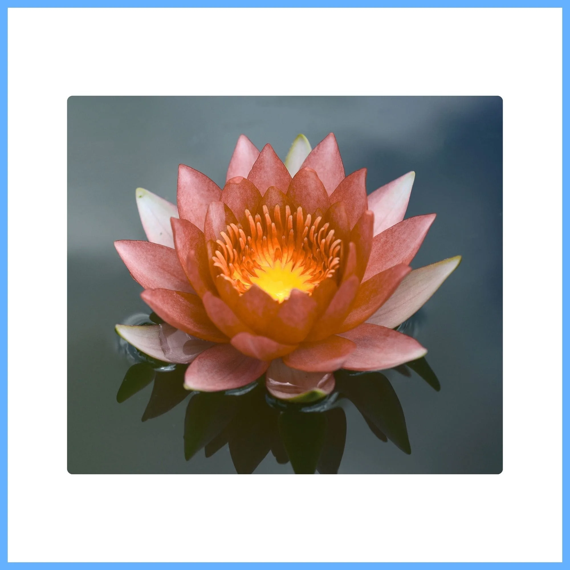 Rare and Exotic Brown Lotus