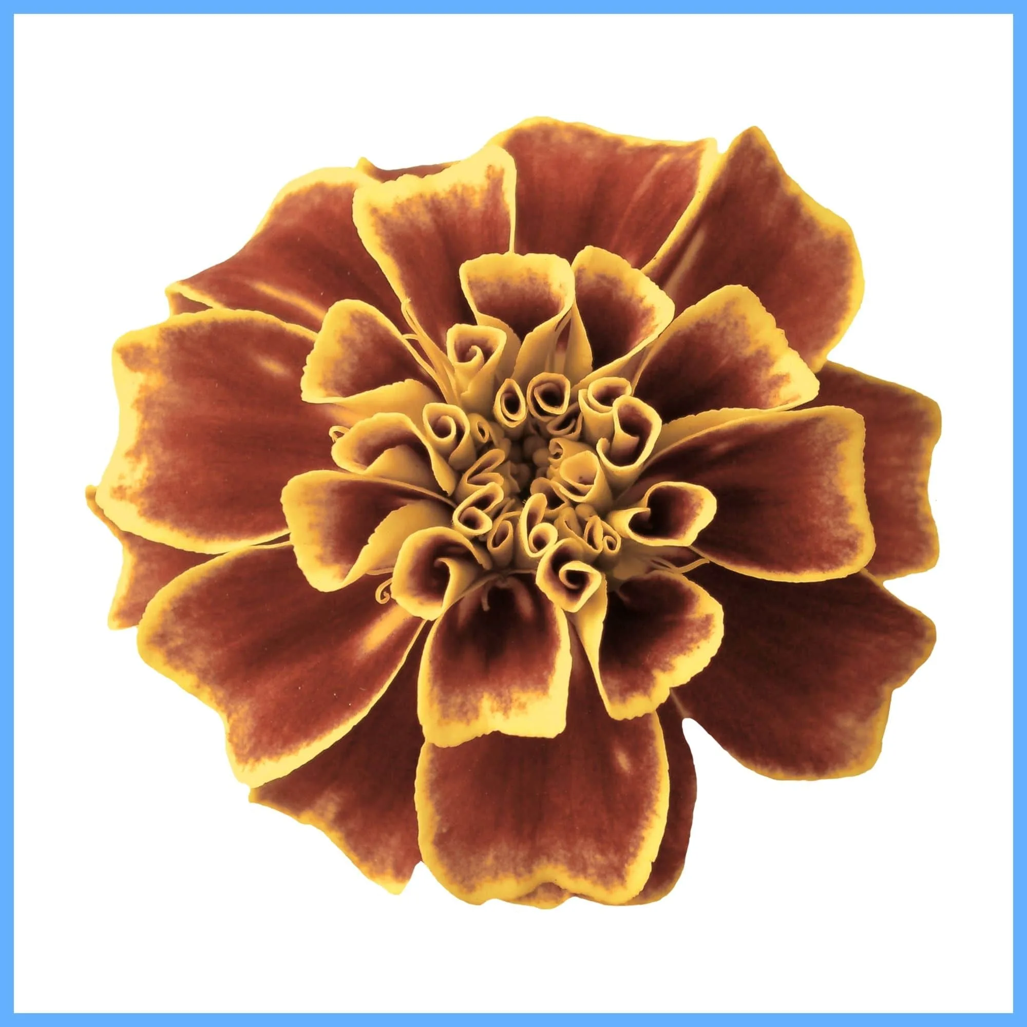 Brown Marigold ‘Burnt Orange’