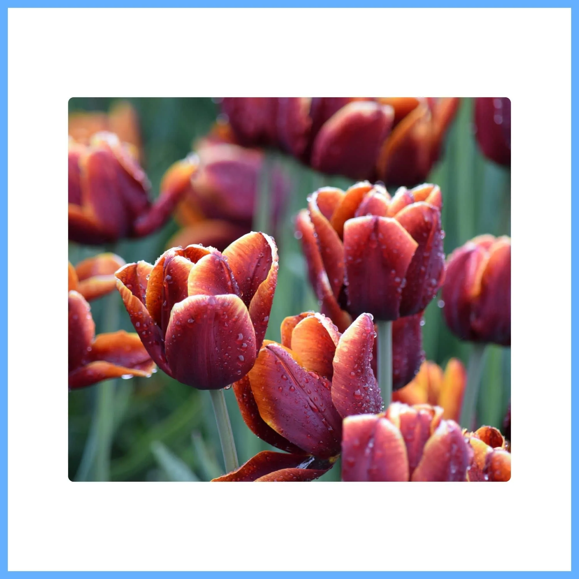 Brown Tulip ‘Queen of Night’