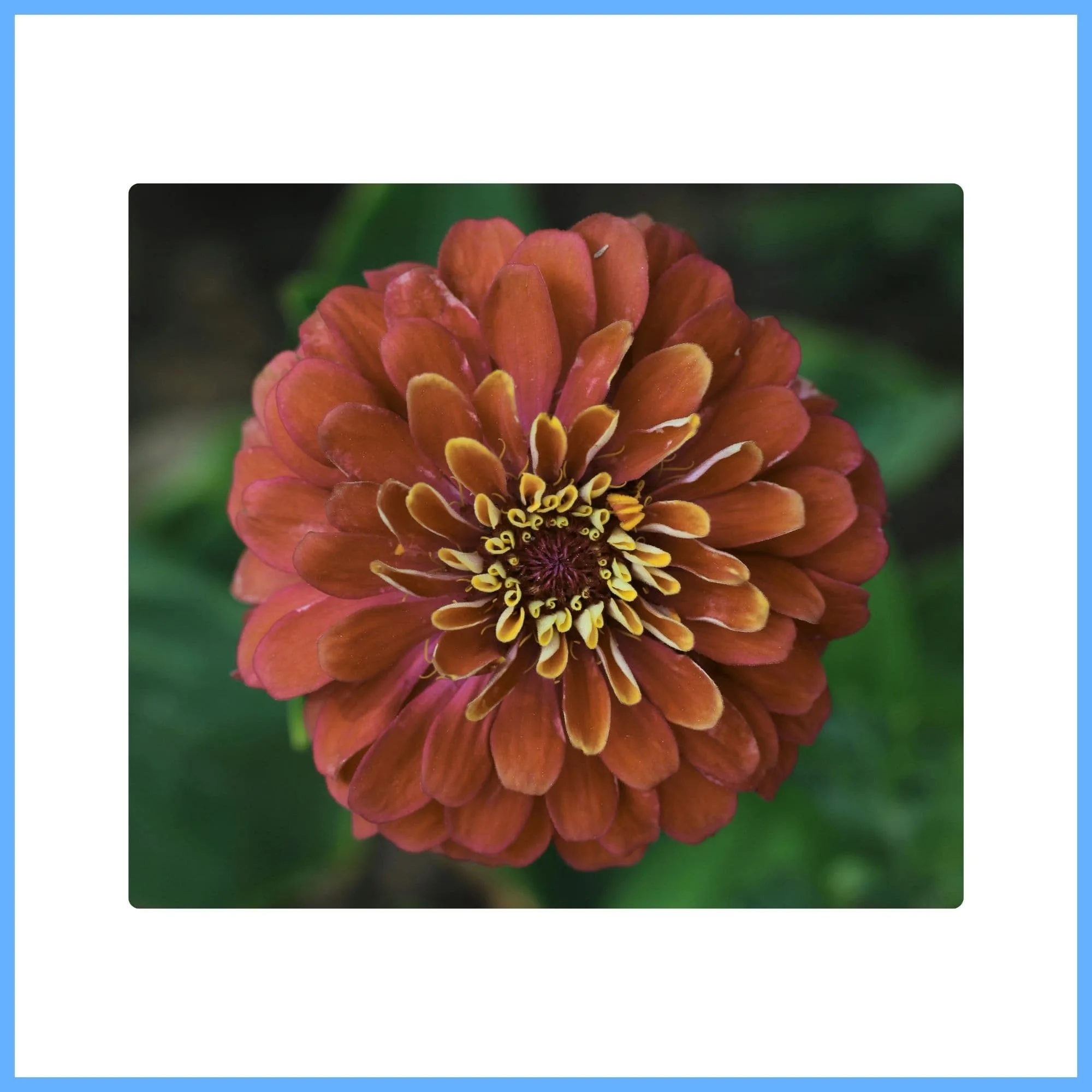 Close-up of Rustic Brown Zinnia