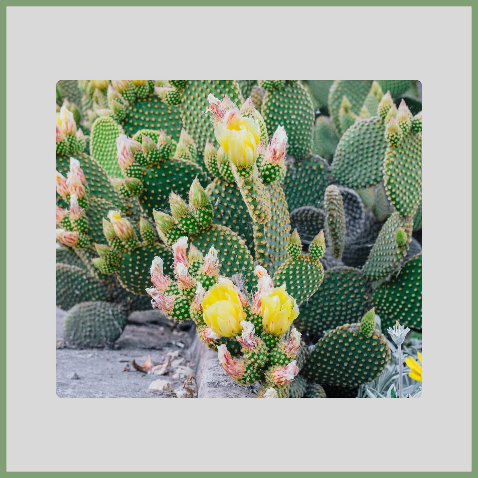 Close-up of a Bunny Ear Cactus flower (Opuntia microdasys) with pad-shaped stems and yellow flowers along edges