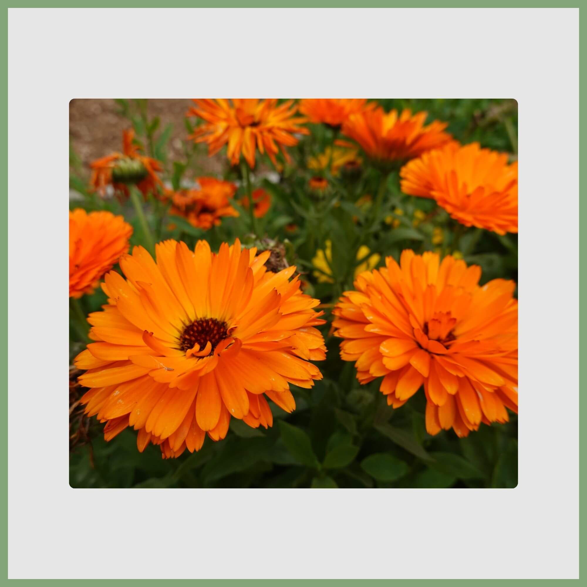 Calendulas (Calendula officinalis)