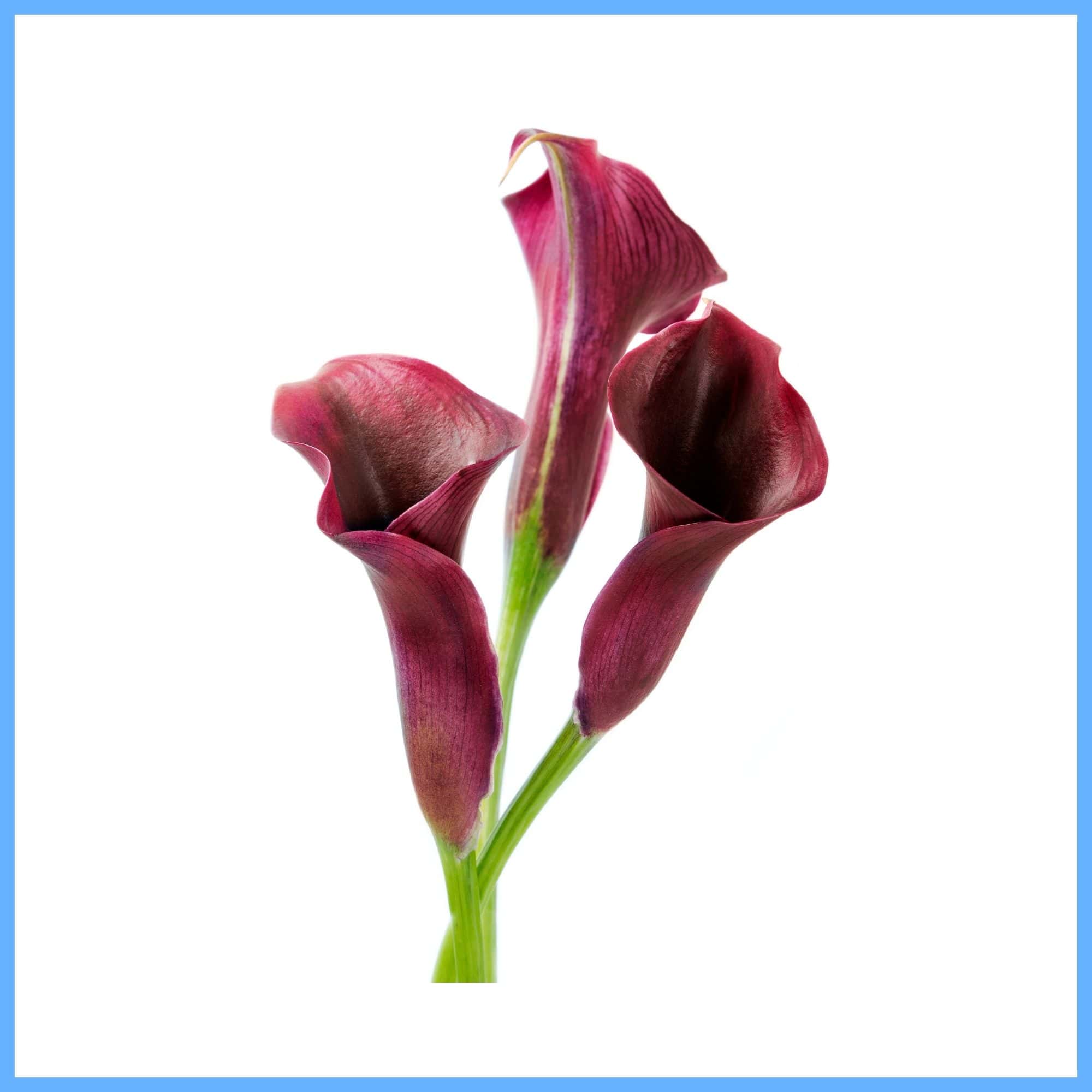 Calla Lily ‘Hot Chocolate’ 