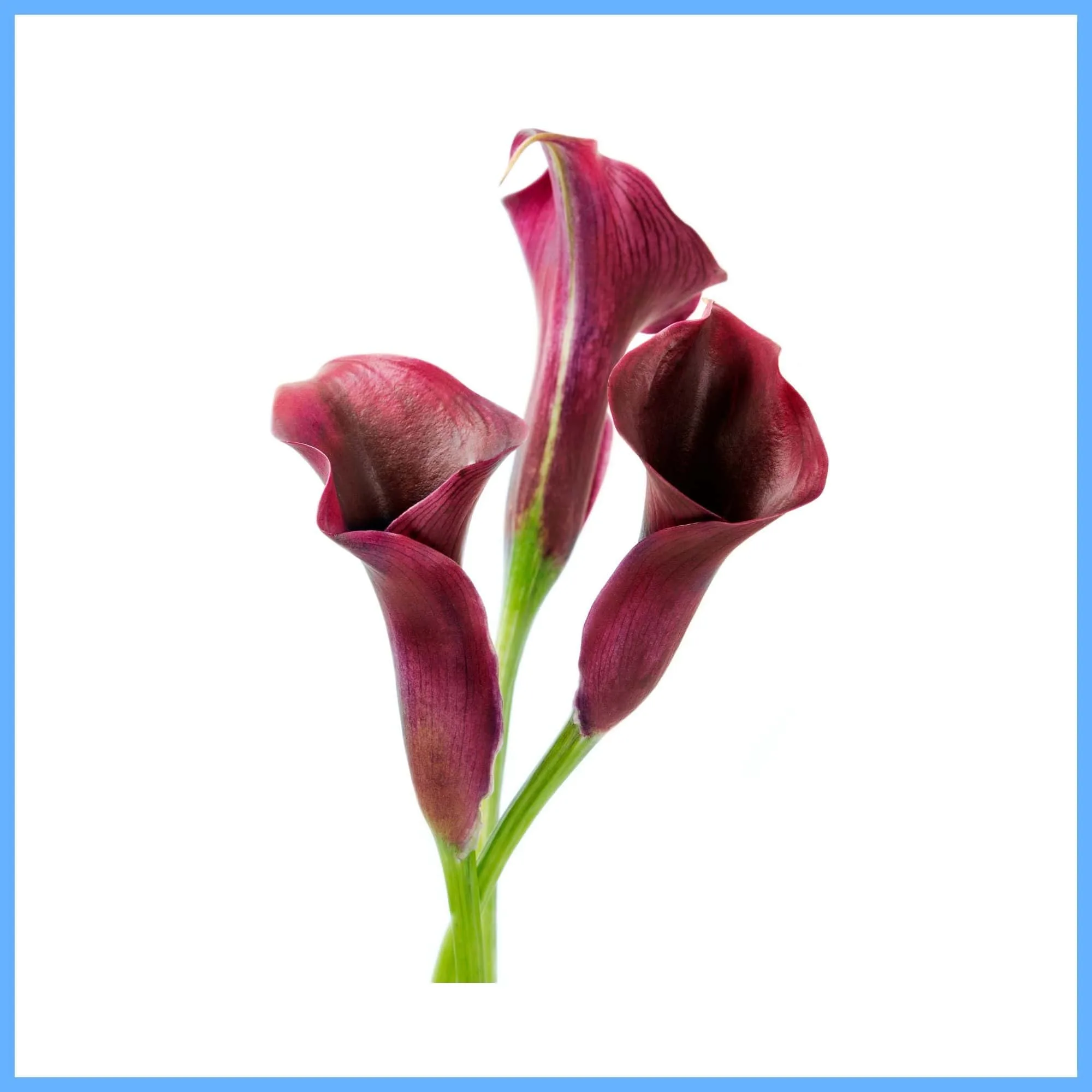 Calla Lily ‘Hot Chocolate’
