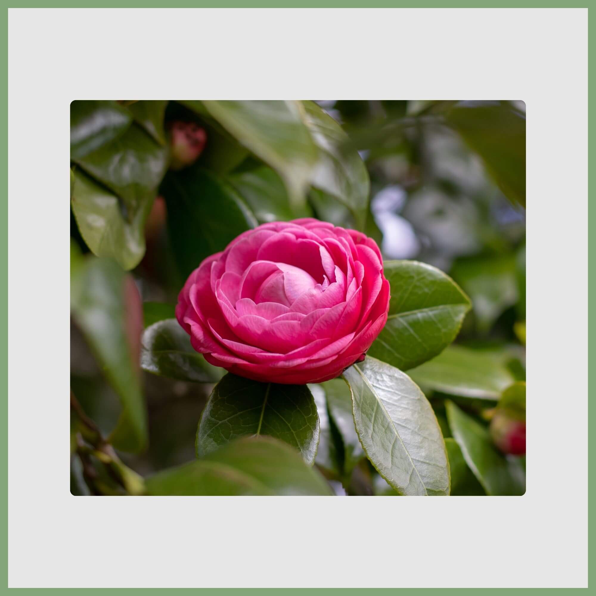 Red Camellia (Camellia japonica)