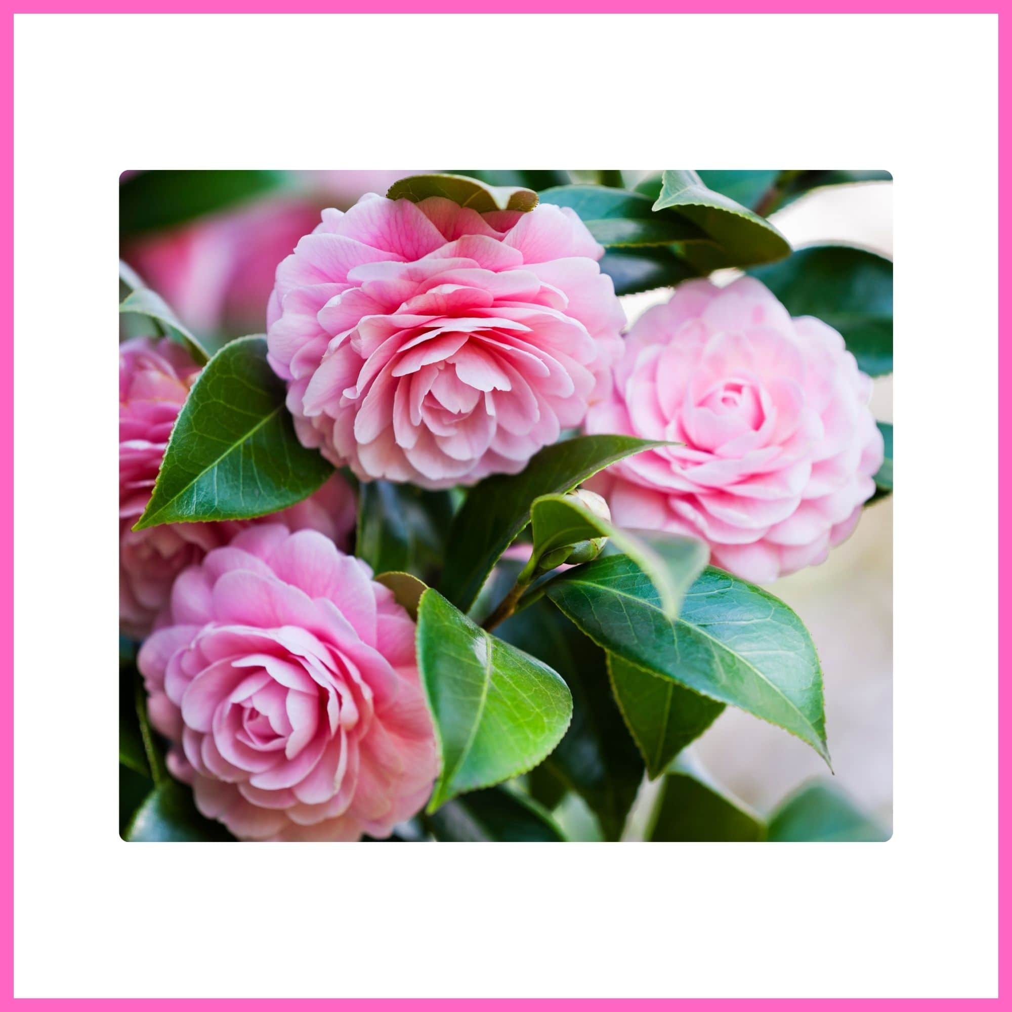 Camellia Tree with pink blossoms, one of the most elegant flowering trees with pink blossoms