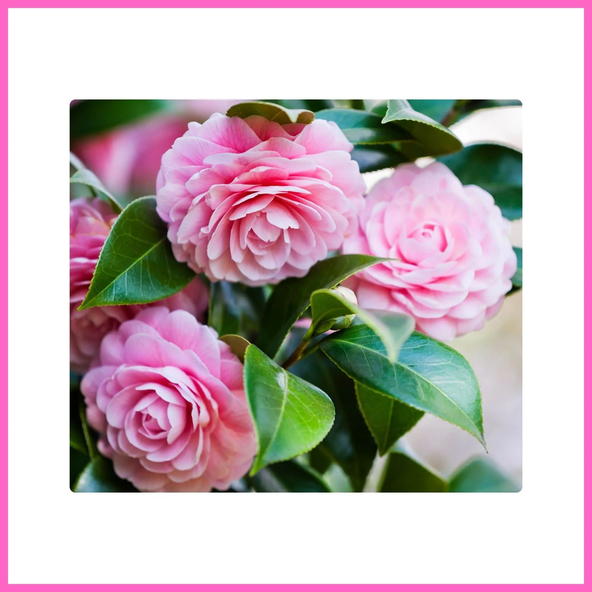 Camellia Tree with pink blossoms, one of the most elegant flowering trees with pink blossoms