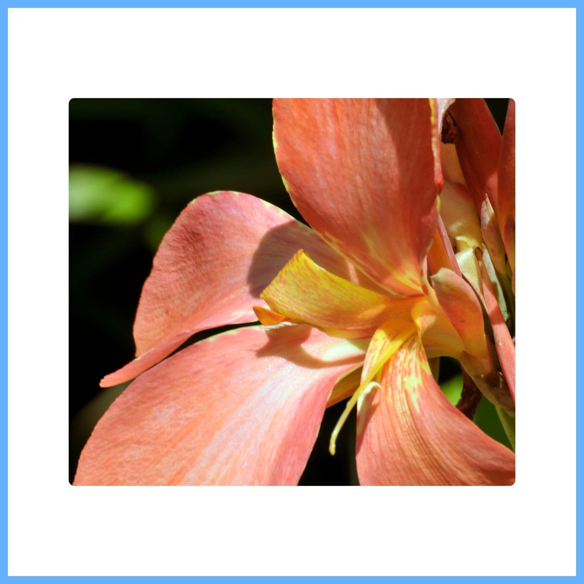 Tropical Canna Lily ‘Tropicanna Bronze’ 