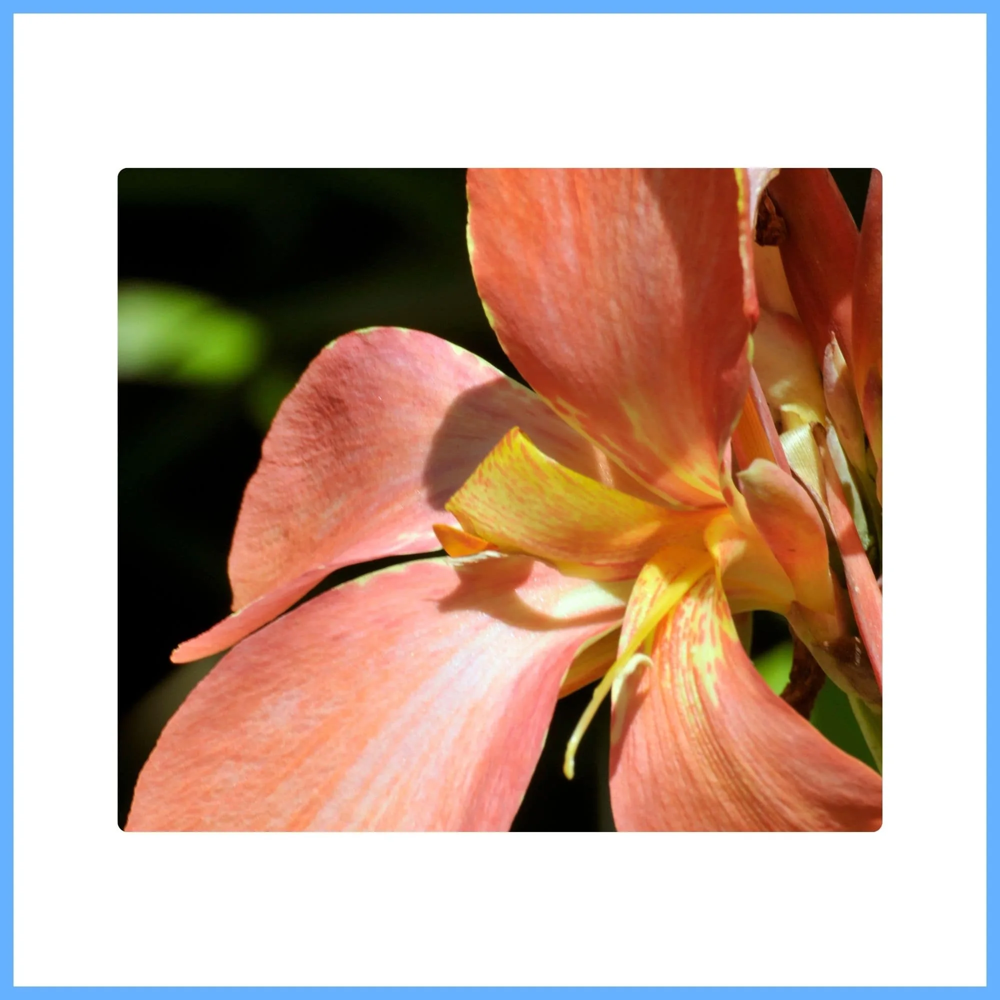 Tropical Canna Lily ‘Tropicanna Bronze’