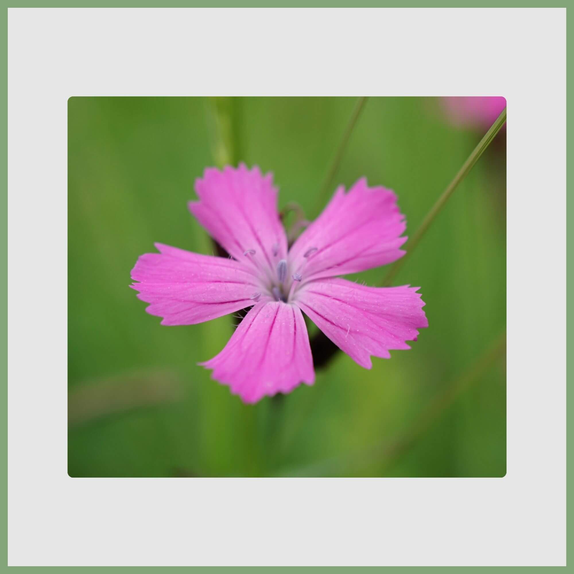Carnation (Dianthus caryophyllus)