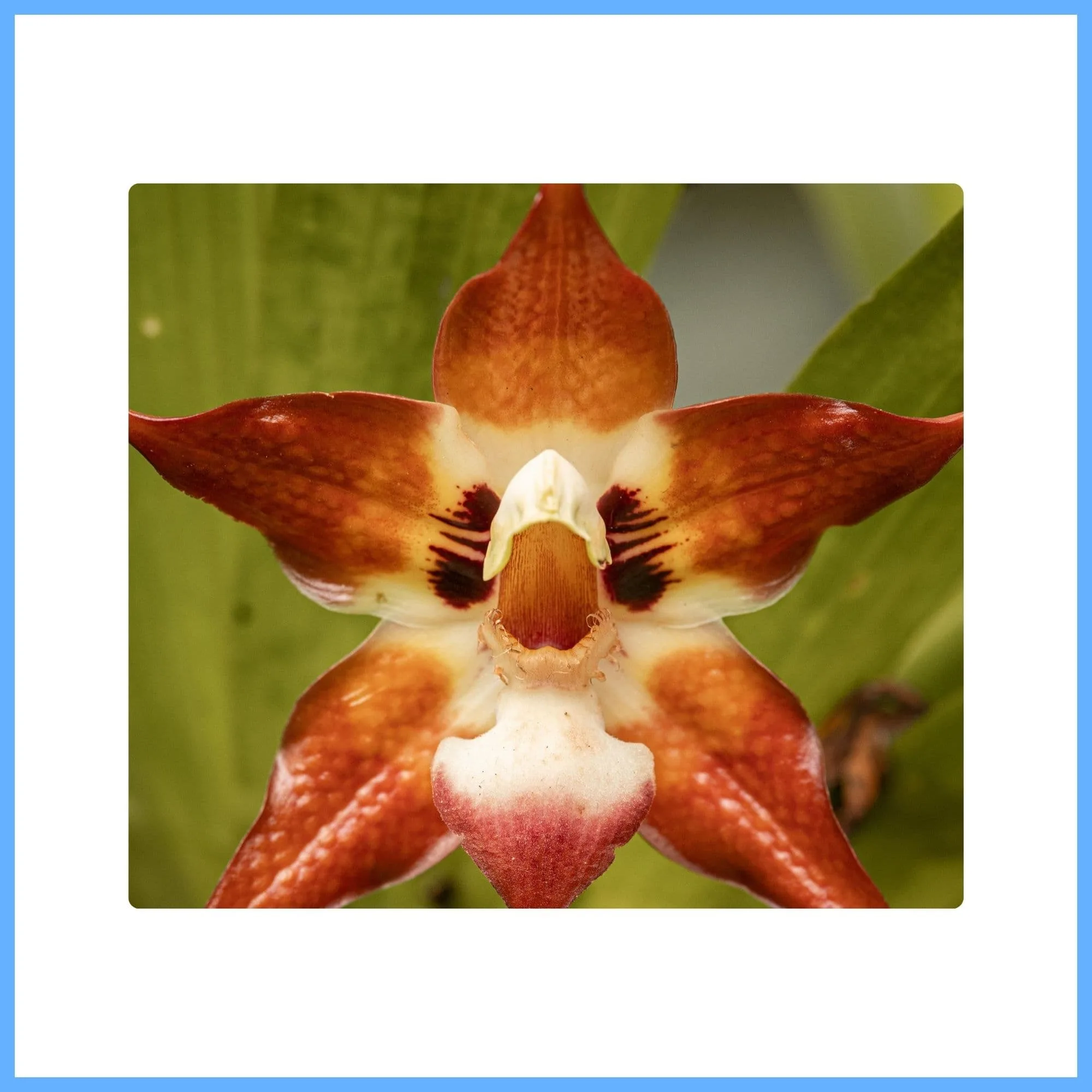 Cattleya Orchid ‘Mahogany’